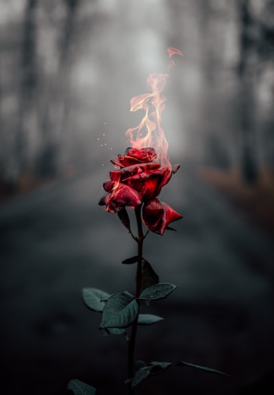 白天期间选择聚焦摄影的火红的玫瑰花
